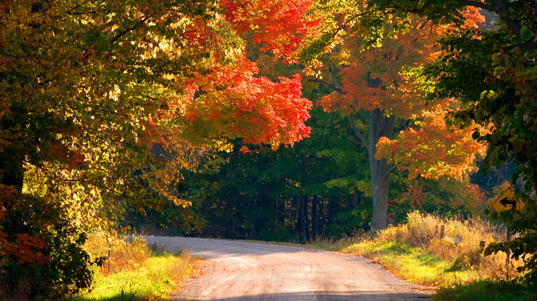 Fall foliage on a side road near Lake Champlain