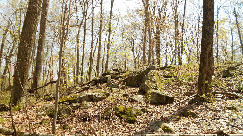 Trees in the Cranberry Lake Wild Forest in New York
