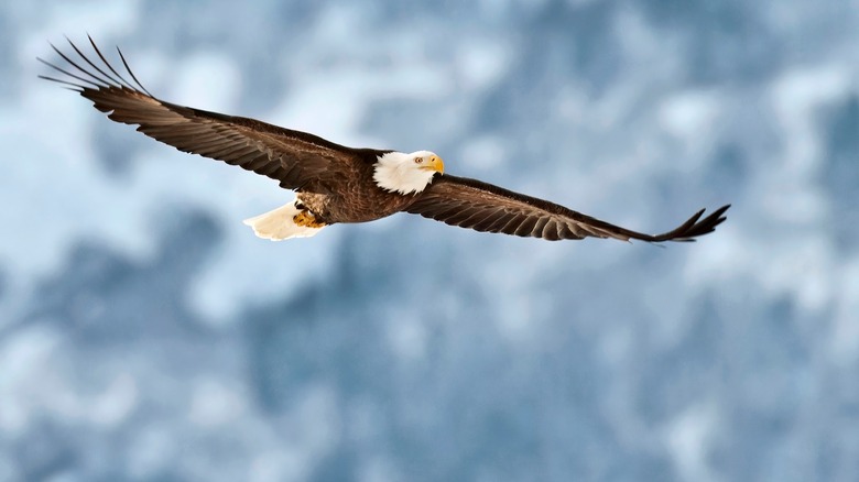 A bald eagle flies through the air at the Chilkat Bald Eagle Preserve near Haines