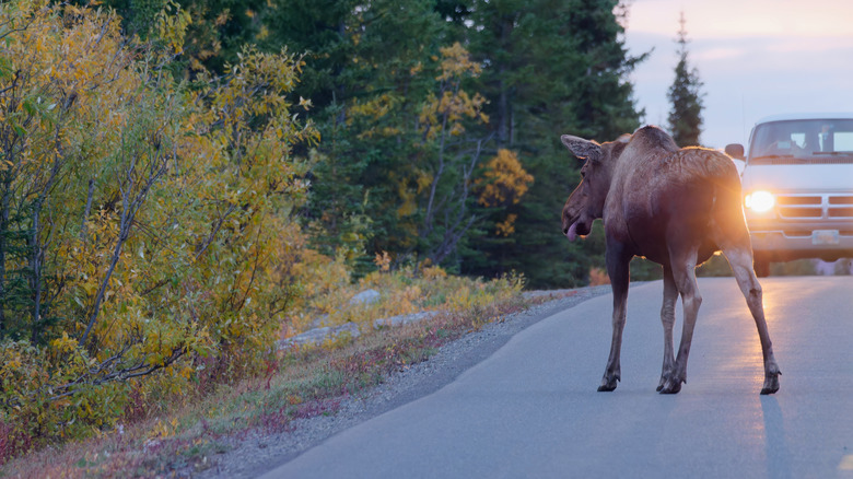 Moose on a highway at Denali National Park and Preserve