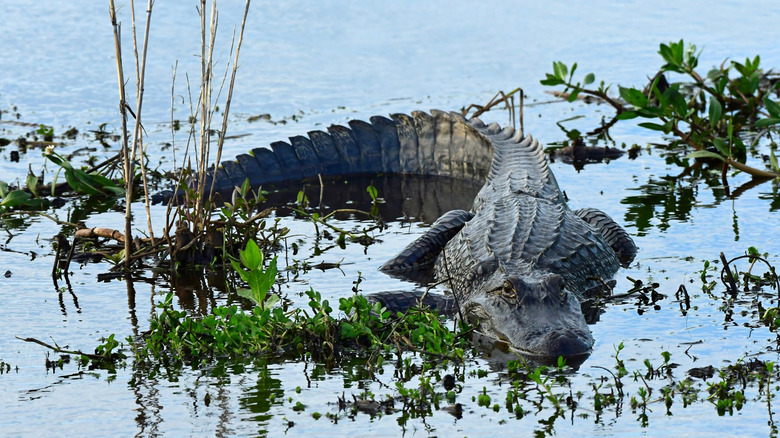 An American alligator in the waters of Anahuac