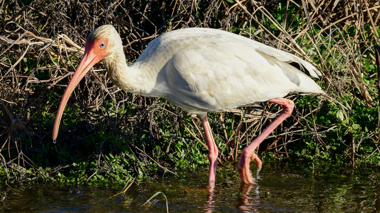 A white ibis in Jocelyn Nungaray National Wildife Refuge