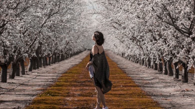 A woman surrounded by almond blossoms in Ripon