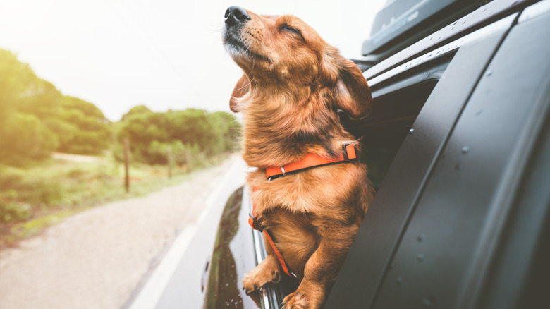 Dauschund with nose out the window of a car