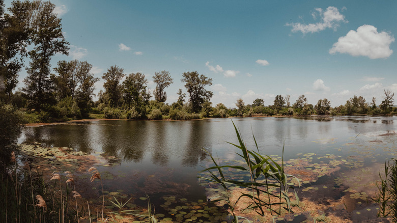 The untouched natural beauty of the Amazon of Europe Biosphere
