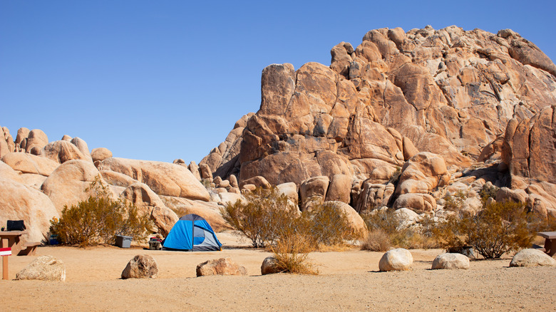 Blue tent at campsite in Joshua Tree National Park