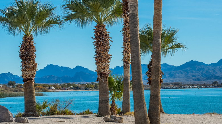 Palm trees along the shore of Lake Havasu