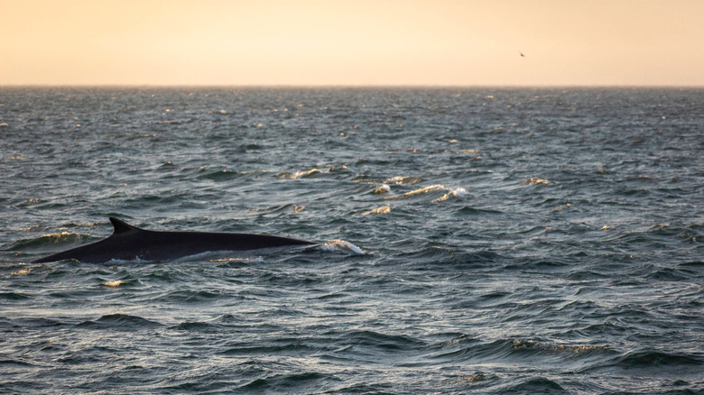 A whale rises to the surface of a restless steely ocean before a peach orange sky at the Anchorage Provincial Park in New Brunswick, Canada