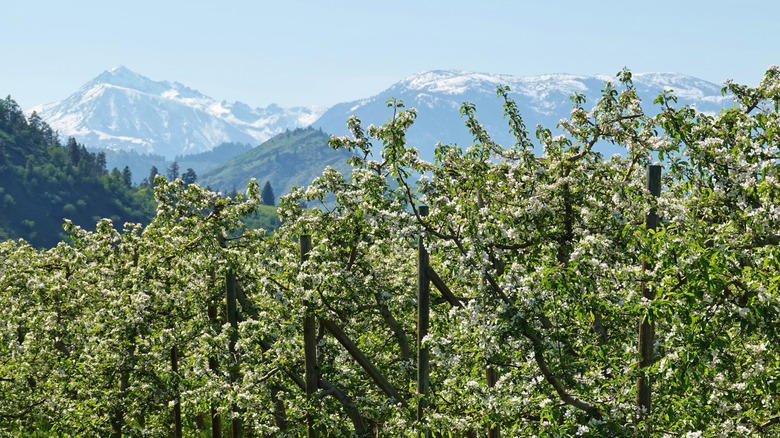 Apple trees blooming with snow-capped mountains in the distance in Wenatchee, Washington.