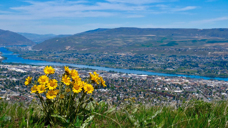 A clump of yellow arnica flowers with a city and river view in Wenatchee, Washington.