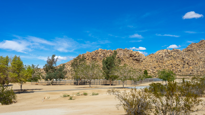 Rocks, desert land, and scrub in Horsemen's Center Park, Apple Valley, California