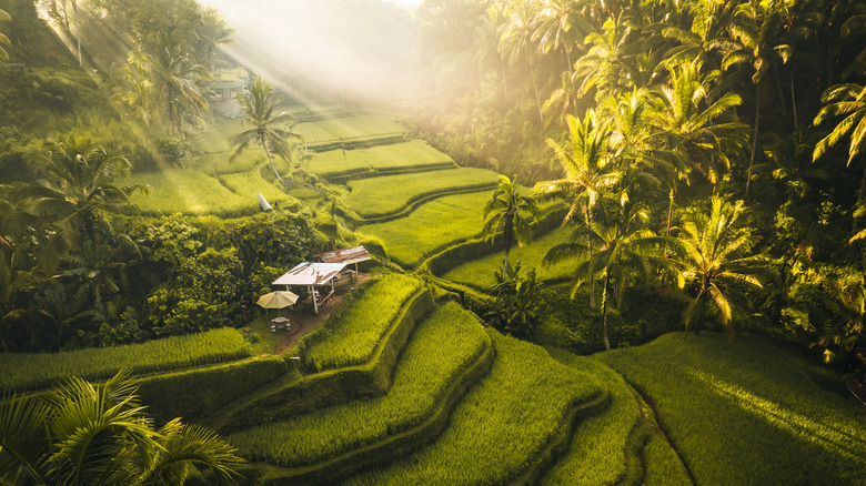 Tegallalang Rice Terraces near Ubud Bali