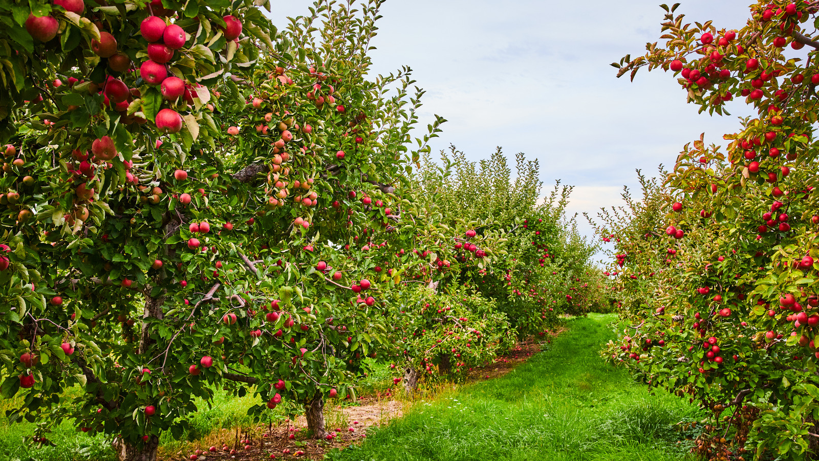 The Beautiful Family Owned New York Apple Orchard Named One Of The Best