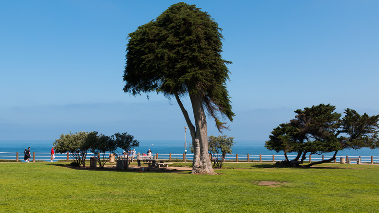Ellen Browning Scripps Park