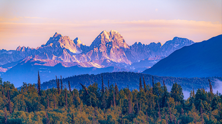 Dusky lavender skies with forested hills and rich Tundra vegetation in of Alaska