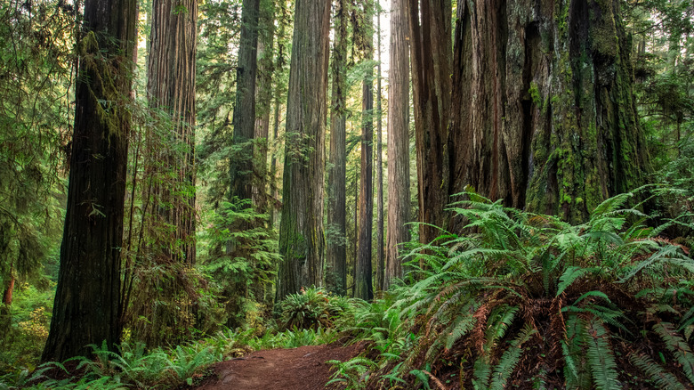 A grove in Jedidah Smith Redwoods National Park.
