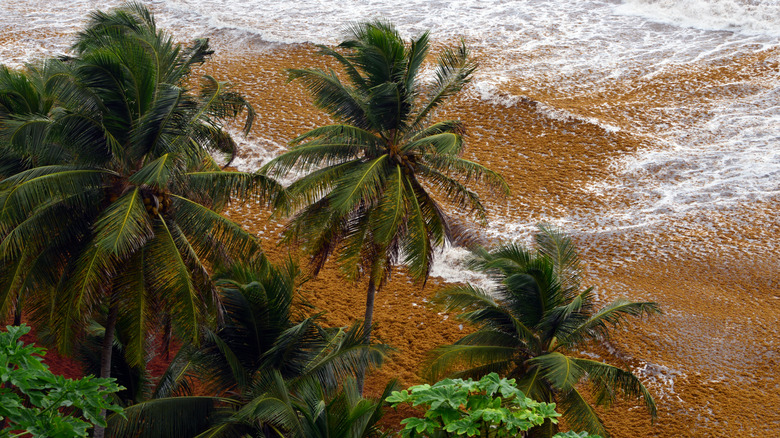 sargassum and storm, St. Vincent and Grenadines