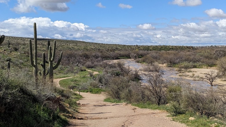 Cactus and washes at Catalina State Park