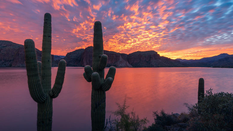 saguaros and sunset at Canyon Lake, Arizona