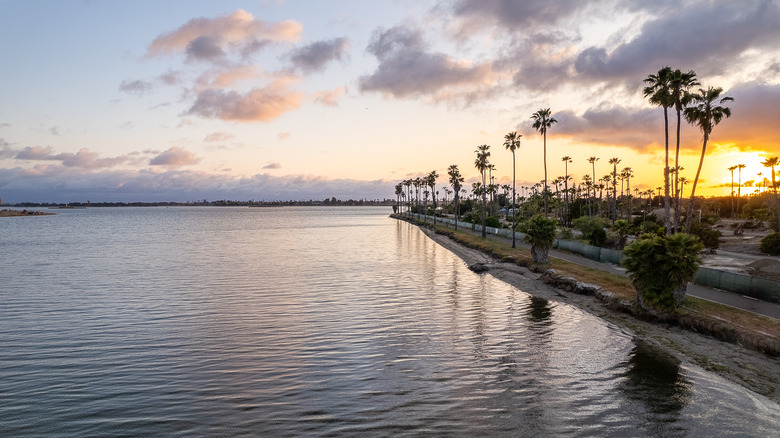 fiesta island palm trees