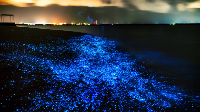 Close-up shot of bioluminescence in the Maldives