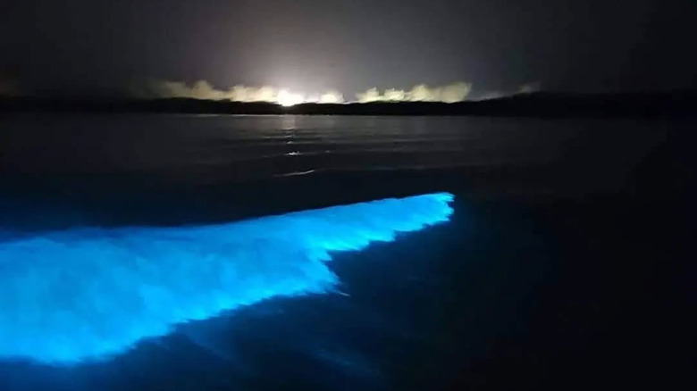 Luminous Lagoon's illuminated waves in the dark