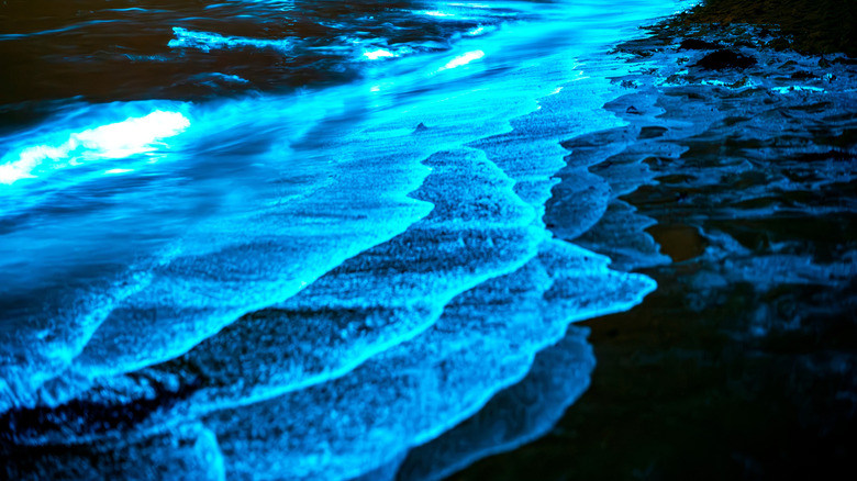 Bioluminescent waves close-up