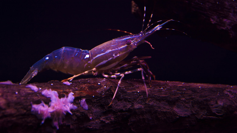 A glowing bioluminescent shrimp