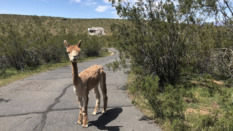 Alpaca in the foreground with white house in the background