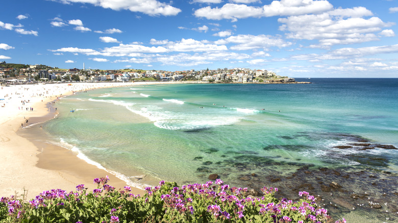 Waves crash on to white sand at Bondi Beach, which is framed with purple flowers