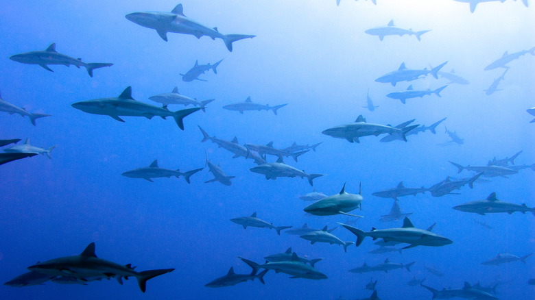 A school of gray sharks forms at wall at Fakarava Reef in French Polynesia.