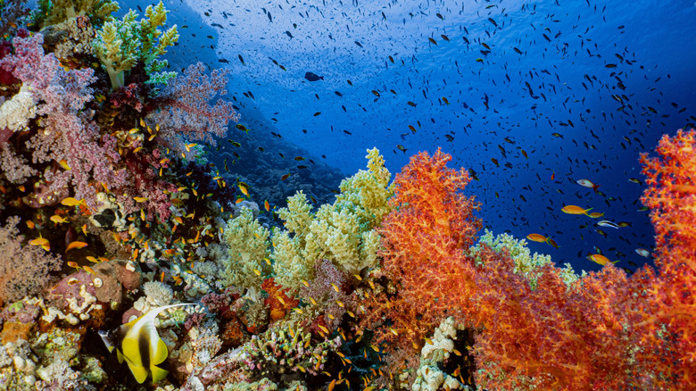 A vibrant and healthy coral reef teaming with fish.