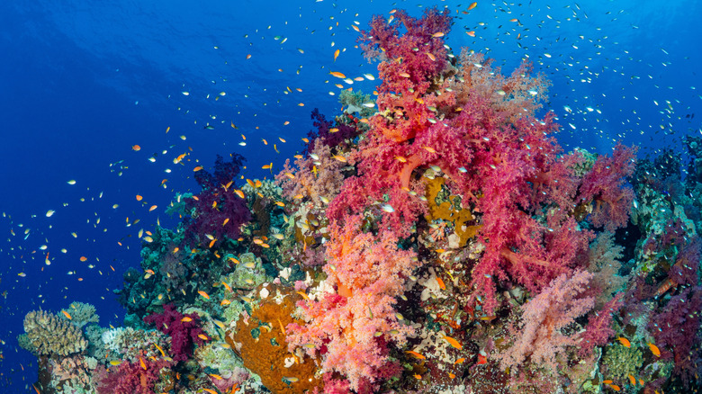 Brightly colored soft corals in the Red Sea's clear waters.