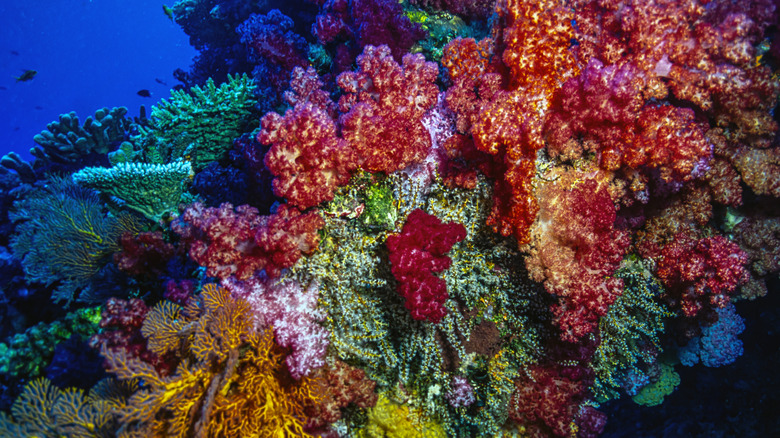 Soft red, purple, and pink corals growing at Rainbow Reef, Taveuni, in Fiji.
