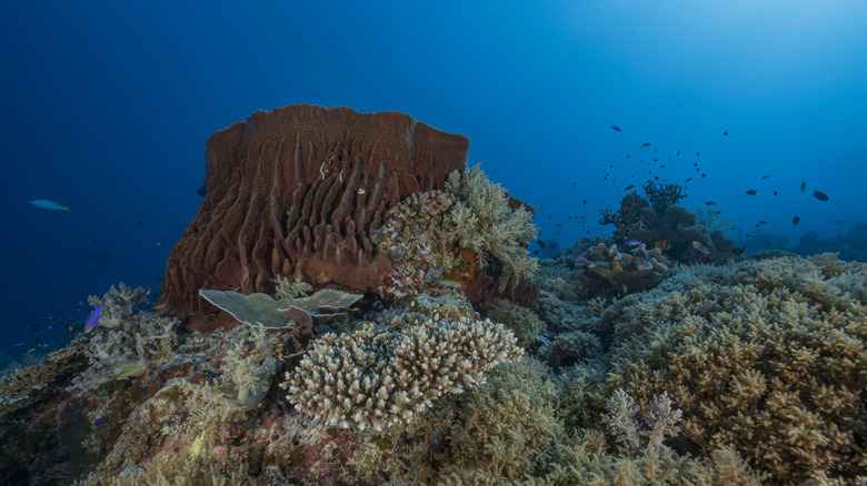 A diver swims over a huge barrel sponge at Tubbataha Reef in The Philippines.