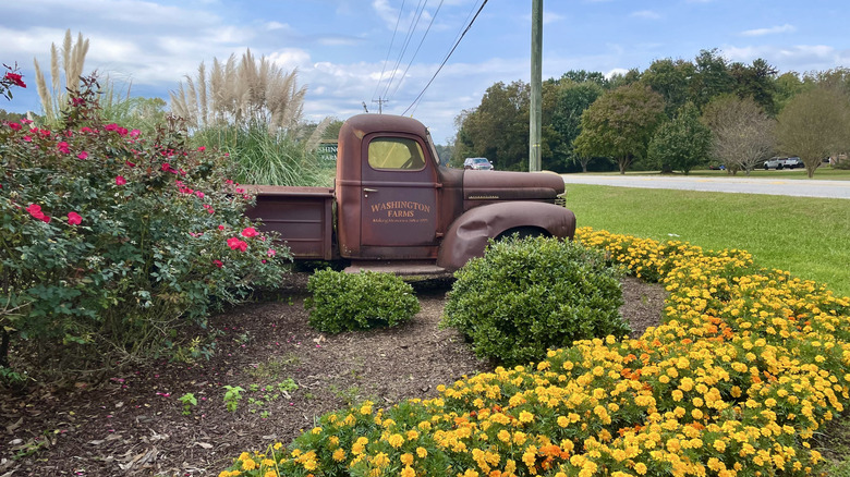 Parked antique truck at Washington Farms with flowers surrounding it