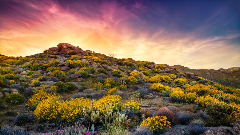 Sunset in springtime at Anza Borrego Desert, California, with colorful wildflowers and sky