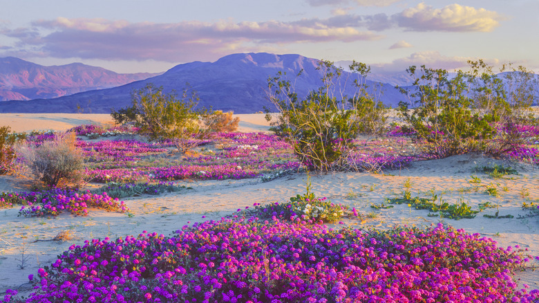 Springtime in Anza Borrego Desert with colorful wildflowers and purple mountains off in the distance
