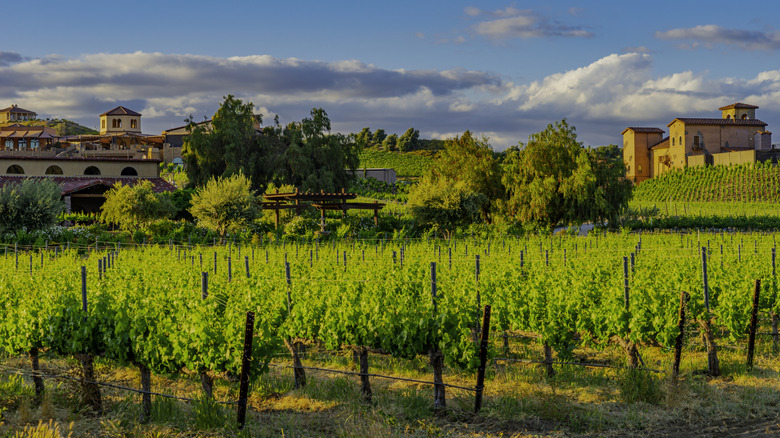 This is a picture of some Temecula, California wineries with vineyards