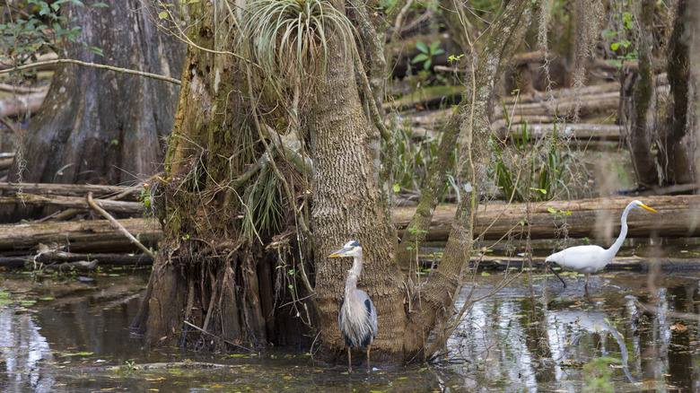 Birds in Big Cypress National Preserve