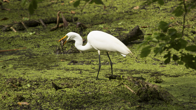 A white bird in Corkscrew Swamp Sanctuary
