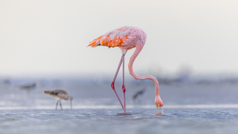 Flamingos in Fort DeSoto Park
