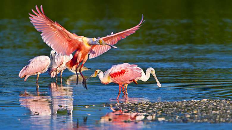 Pink birds in J.N. 'Ding' Darling National Wildlife Refuge