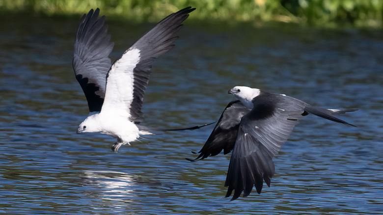 Swallow-tailed kites over water