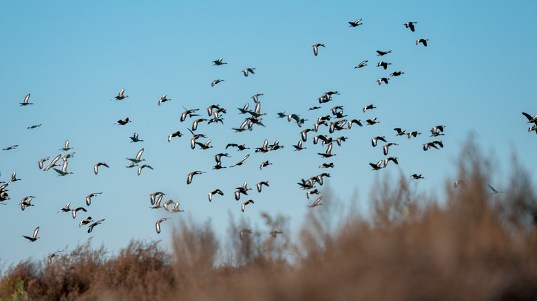A flock of birds in Paynes Prairie Preserve State Park