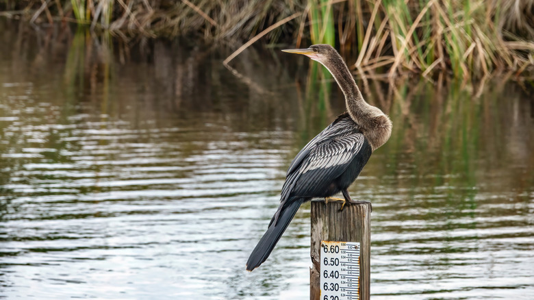 Coastal bird at St. Marks National Wildlife Refuge