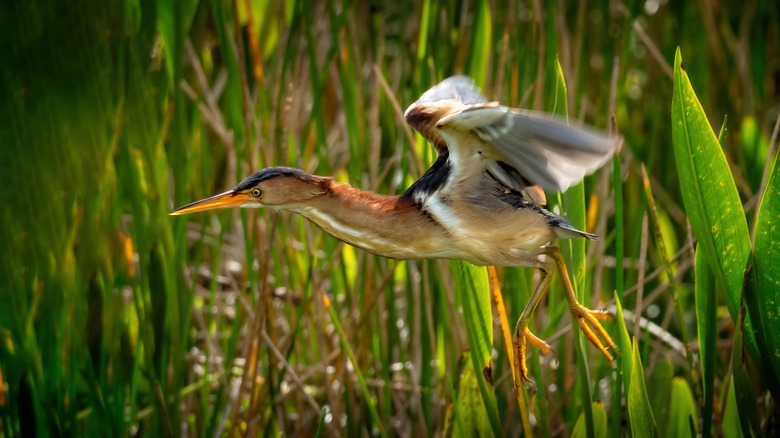 A bird in flight