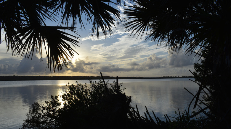 mosquito lagoon through palm trees