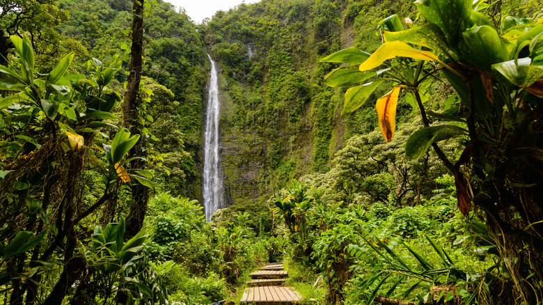 A waterfall cascades through the forest in Hawaii