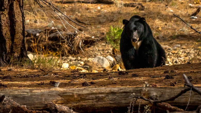 A black bear in a forest in the United States